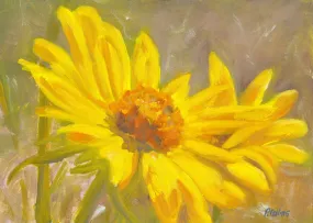 Quick Study - Okanagan Daisy